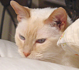 Flame Point Siamese mix Male Nuetered Kitty up for adoption at aHOPEresuce.org 