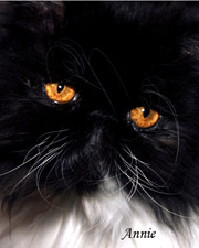 Schaef Designs Pet & Pet Lover's Jewelry | dog tags | cat charms | online upscale pet jewelry boutique | Schaef Designs Pet Jewelry | San Diego, CA  