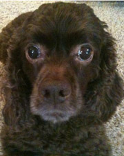 Schaef Designs Pet & Pet Lover's Jewelry | dog tags | cat charms | online upscale pet jewelry boutique | Schaef Designs Pet Jewelry | San Diego, CA  