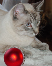 Schaef Designs Pet & Pet Lover's Jewelry | dog tags | cat charms | online upscale pet jewelry boutique | Schaef Designs Pet Jewelry | San Diego, CA 