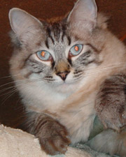 Schaef Designs Pet & Pet Lover's Jewelry | dog tags | cat charms | online upscale pet jewelry boutique | Schaef Designs Pet Jewelry | San Diego, CA 