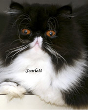 Schaef Designs Pet & Pet Lover's Jewelry | dog tags | cat charms | online upscale pet jewelry boutique | Schaef Designs Pet Jewelry | San Diego, CA 